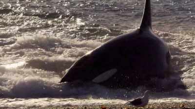 ''Close, but close doesn't eat.'' - Secrets of the Whales