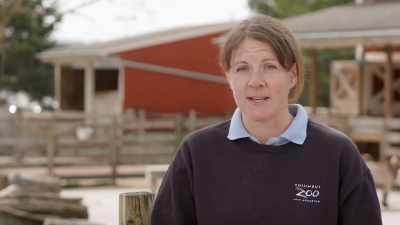 Clover is large,
she is potentially dangerous, - Secrets of the Zoo
