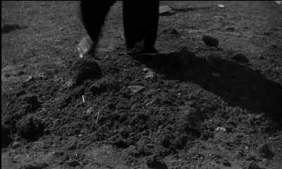 [Clucking] - Cul de sac