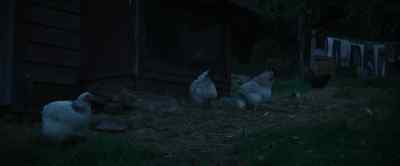 (Clucking) - Wolf Man