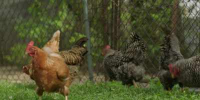 (clucking) - Somebody Somewhere