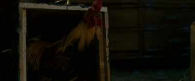 [clucking] - Beautiful Wedding