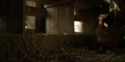 [clucking] - Damnation