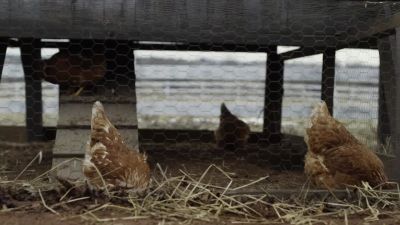 [clucking] - Anne with an E