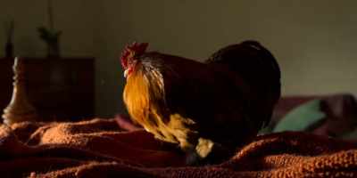 (CLUCKS) - Christmas on the Farm