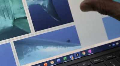 Clues about great white
movements may be hidden - Shark Attack Files