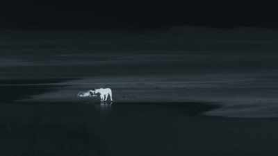 Coasts can not only provide food... - Planet Earth III