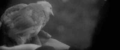 (cock crowing) - Uncle Tom