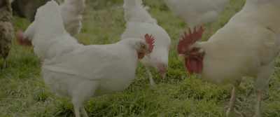 (COCKEREL CROWS) - The Railway Children Return