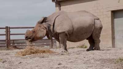 Cody: I'm having
dr. Priscilla come down - Secrets of the Zoo