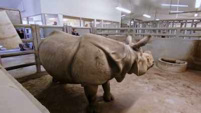 Cody: Today's the big day
for sanya, - Secrets of the Zoo