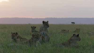 Coexistence between people and lions
is possible. - Dynasties