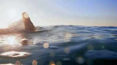 Cohen knows there's
danger out here, - Shark Attack Files
