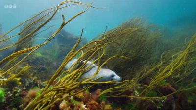 Cold, nutrient-rich currents from the north - Wild Isles
