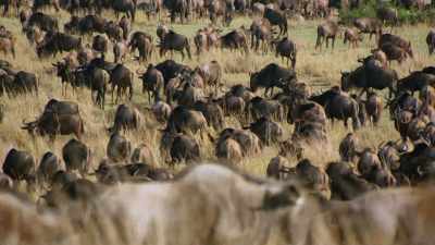Colours are not easily
distinguishable at night, - Attenborough's Life in Colour