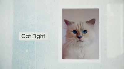 COMBAT DE CHATS - The Mysterious Mr. Lagerfeld