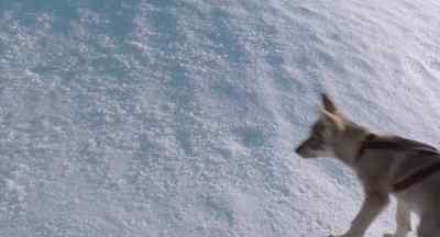 Come, come. Come here.
Over here. Good. Good. - White Fang