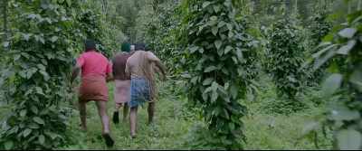 Come.
Come fast - Jallikattu