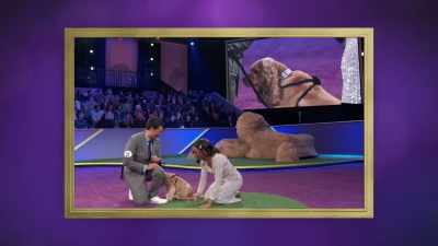 Come here.
Come on the green. - 2022 American Rescue Dog Show
