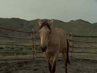 Come here, girl. - Chino