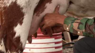-Come on, baby.
Gimme some milk.
-30 seconds. - Moonshiners: Master Distiller