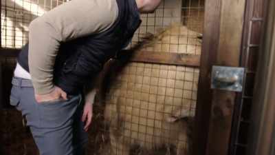 Come on.
'..both two years old, - Britain's Tiger Kings - On the Trail with Ross Kemp