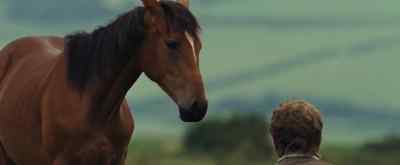 Come on, boy. Come here. - War Horse
