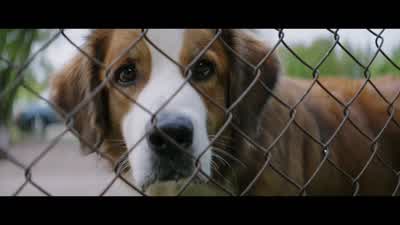 Come on, Carly. - A Dog's Purpose