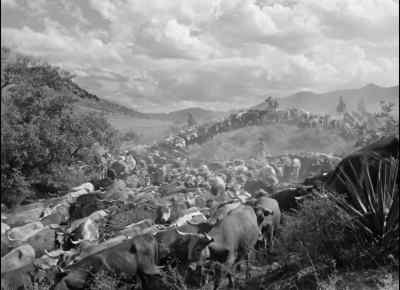 Come on, cattle!
Get in, cattle! - Red River