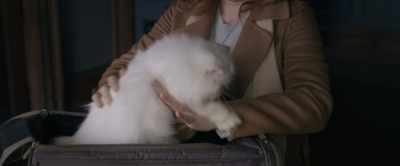 -Come on, come on. Come.
-[purrs] - The Woman in the Window