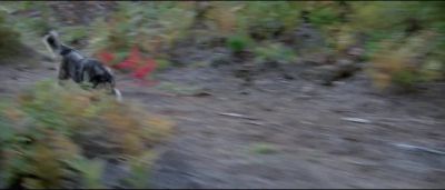Come on Come on He ain't gonna make it - The Journey of Natty Gann