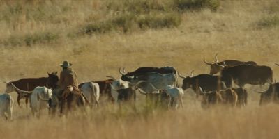 Come on, cows. Hya, hya! - 1883