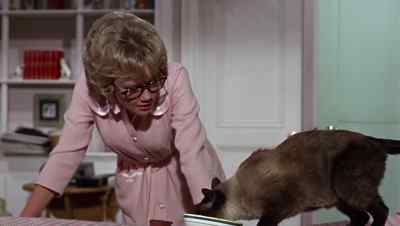 Come on, DC, give. - That Darn Cat!