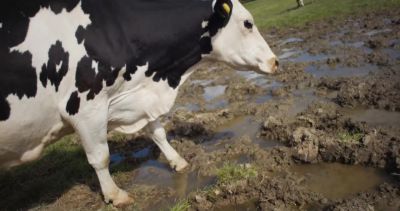 Come on, girls! - Cow
