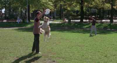 Come on.
Go get it, boy. Go get it. - Awakenings