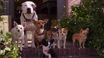 Come on, guys!
Let's show him some love! - Beverly Hills Chihuahua 2