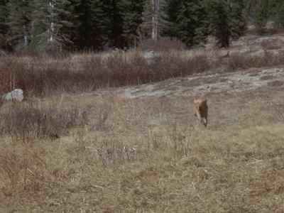 Come on. Here, here. - Further Adventures of the Wilderness Family