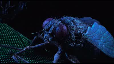 Come on Hey come hereI got something good for you Come on Come on overWe'll have a little bite you'll have something to noshCome here Fly Help me Help me Help me - Beetlejuice
