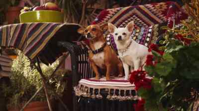 Come on, let's join in the fun. - Beverly Hills Chihuahua 2