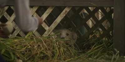 - Come on, you little
thief. Yeah, good girl! - SkyMed