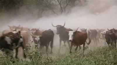 Come on, move 'em up!
Get around there, Ben! - The Culpepper Cattle Co