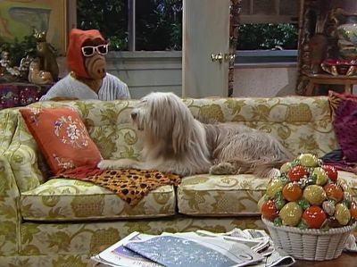 Come on, pooch. - ALF