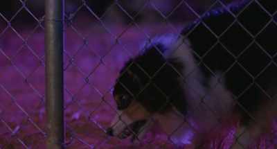 - Come on, Reggie.
- Come on. (grunting) - Strays