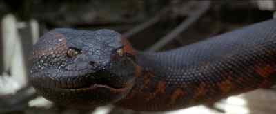 Come on. - Anaconda