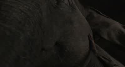 Come on! - Dumbo
