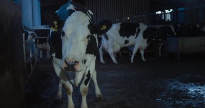 Come on. - Cow