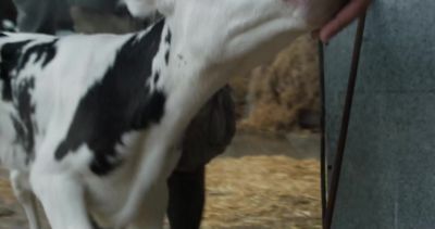 Come on. - Cow