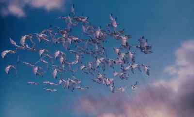- Come on, sea gulls!
- Put your backs into it! - James and the Giant Peach