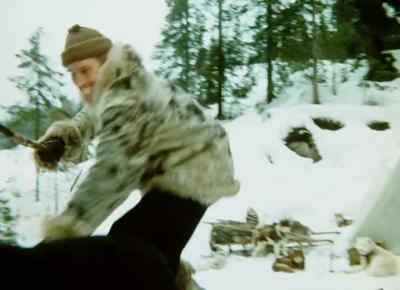 Come on Spitz! - The Call of the Wild