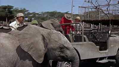 - Come on! Tembo!
- This might work. - Hatari!